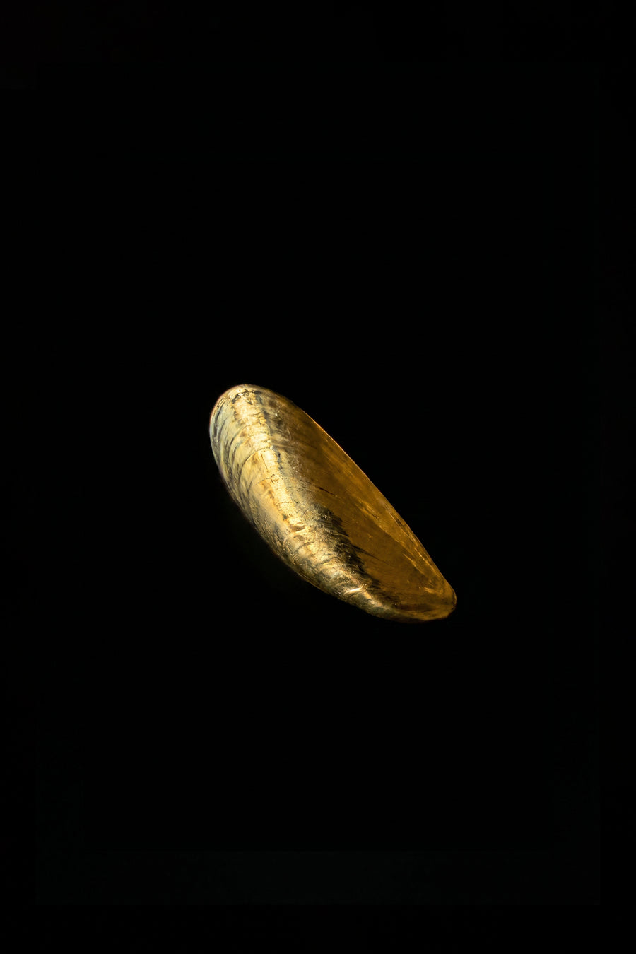 Valentina Quintero – Embrace Ring - Gold