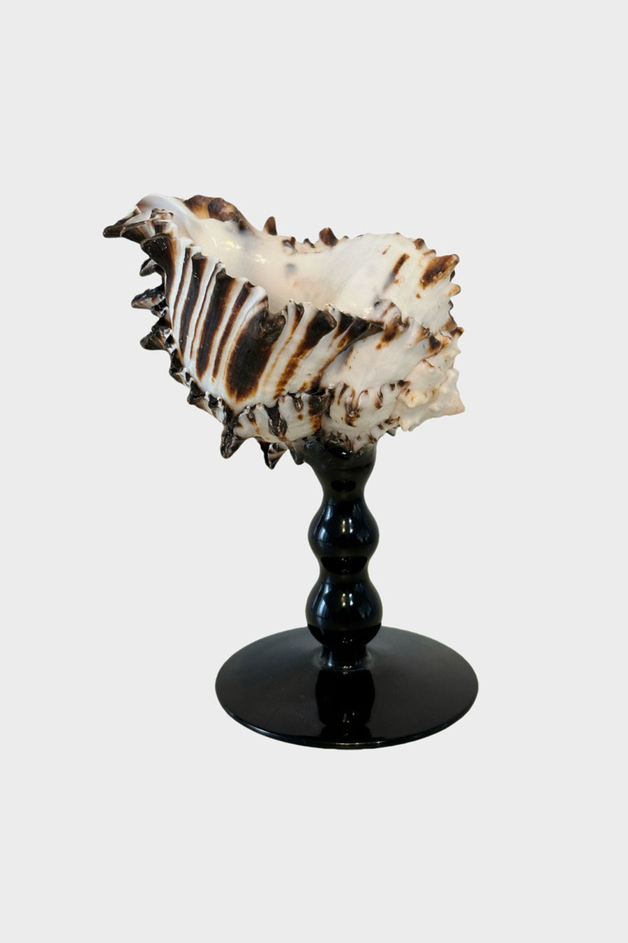 Bone Snail Shell Cocktail Glass – Black Beaded Stem