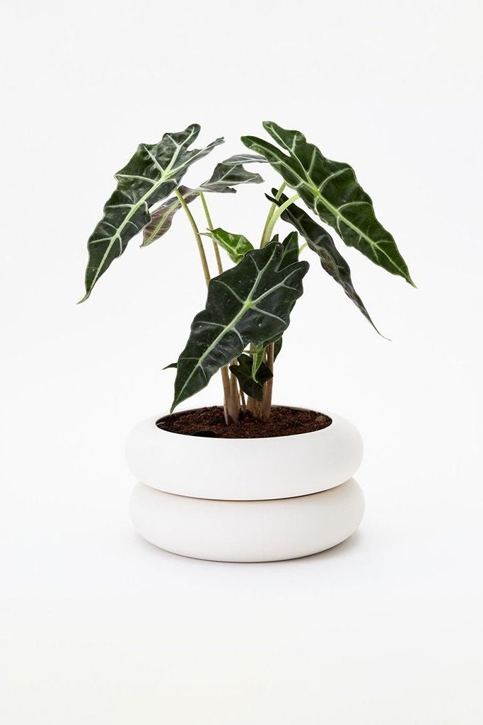 Areaware - Stacking Planter